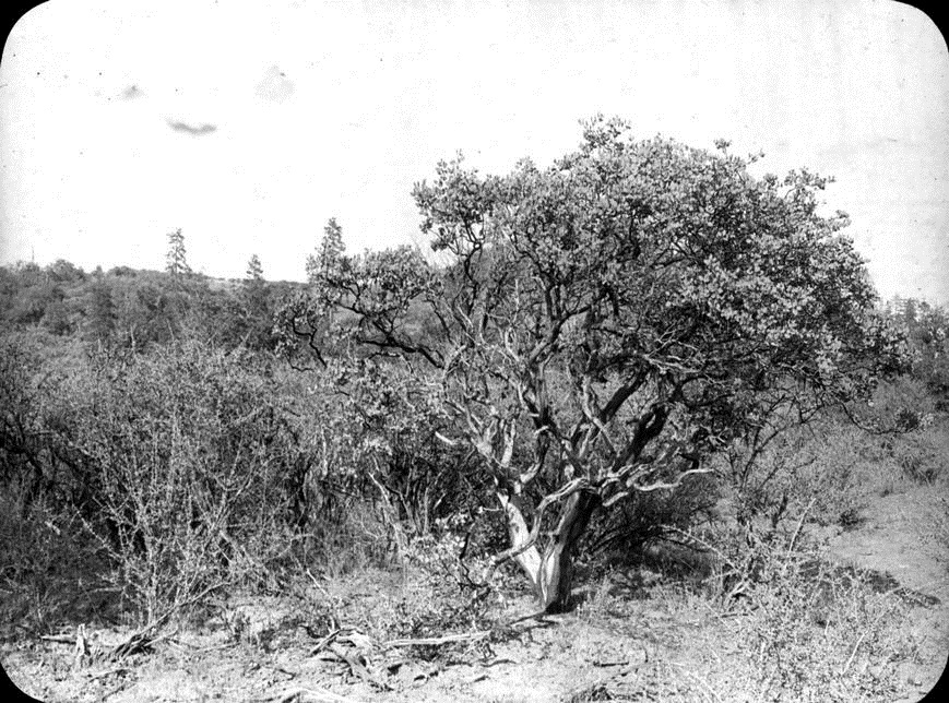 Chaparral in the Medford area, 1913