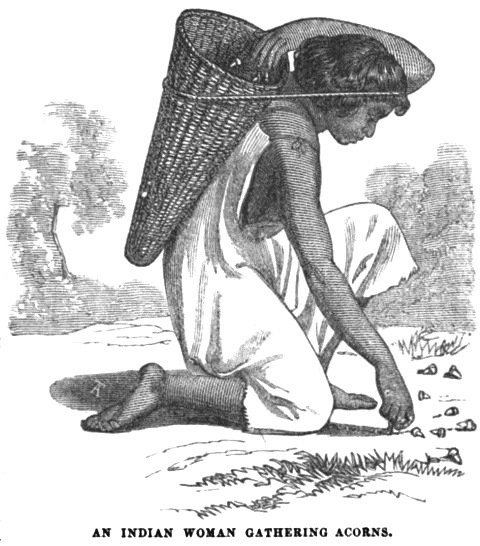 Gathering acorns, April 1859 Hutchings' Illustrated California Magazine