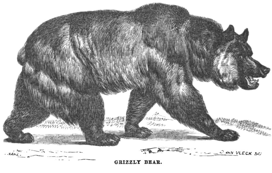 Grizzly Bear September 1856 Hutchings' Illustrated California Magazine