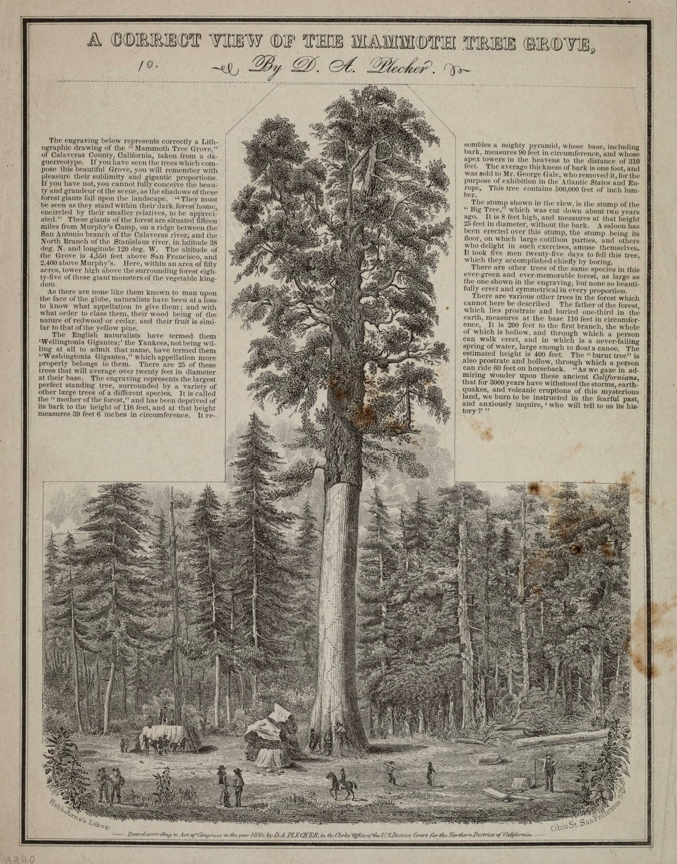 Mammoty Tree, plagiarized by Plecker 1855