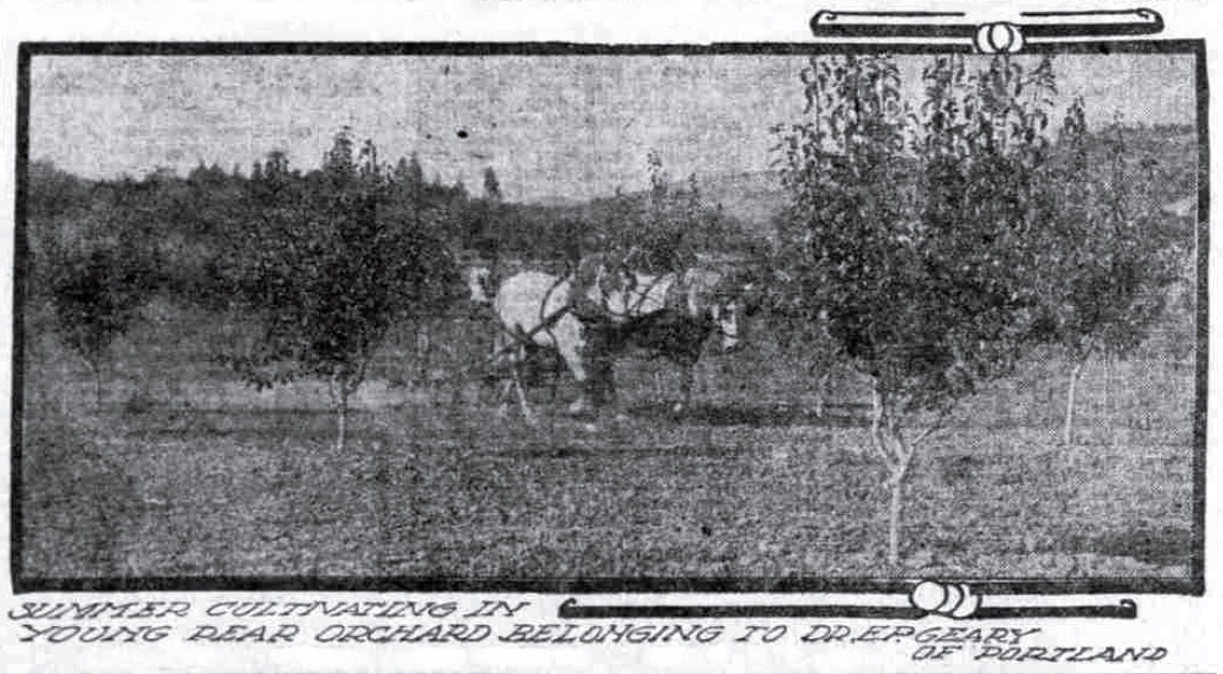 Geary Orchard, September 11, 1910 Oregonian